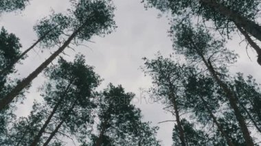 Çam ormanı. Ağaçlar üst kısımları gökyüzüne karşı rüzgarda sway