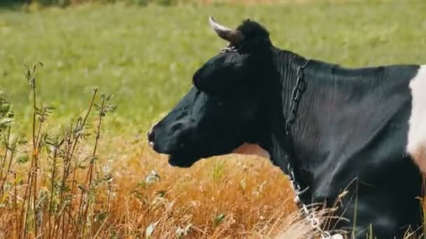 Czarny z białych krów leży na łące i żuje trawy — Wideo stockowe