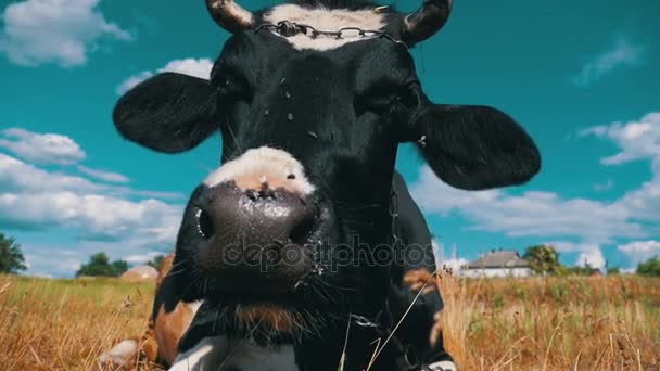Preto com vaca branca deitada no prado e mastiga grama. Movimento lento — Vídeo de Stock