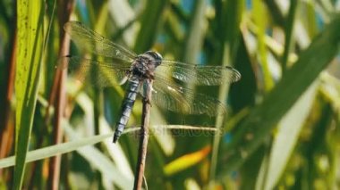 Yusufçuk dal yeşil bitkiler arka plan