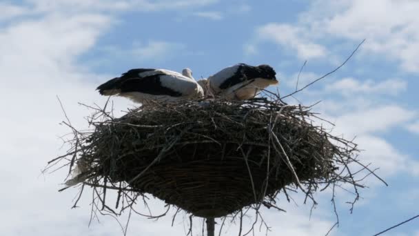 Storkar familj i boet på en pelare — Stockvideo