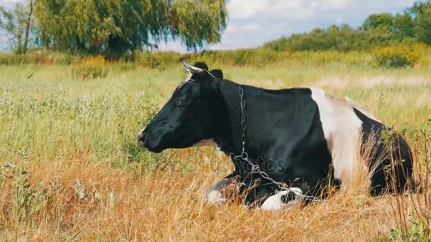 Siyah beyaz inek çayır ve kemikleri çim üzerinde yalan — Stok video
