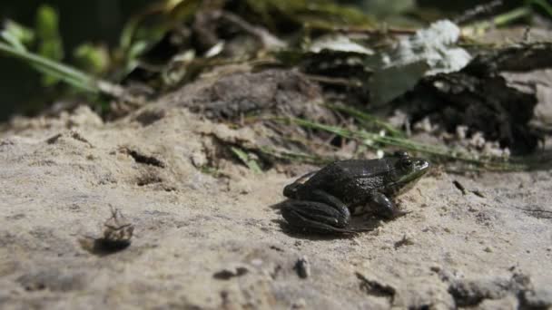 Grüner Frosch sitzt auf einem Flussufer im Wasser. Zeitlupe — Stockvideo