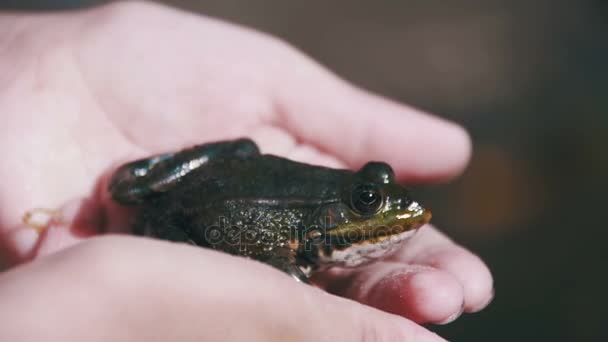 Πράσινο βάτραχο στα χέρια ενός παιδιού στην όχθη του ποταμού. Αργή κίνηση — Αρχείο Βίντεο