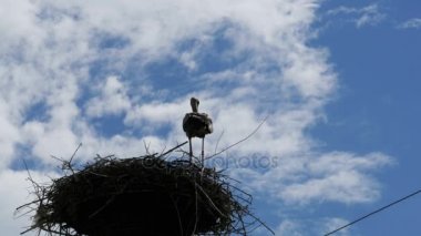 Leylek bir yuvaya ayağı yüksek gerilim güç satırlarda gökyüzü arka plan