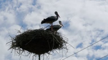 Bir yuva bir ayağı yüksek gerilim üzerinde oturan leylek gökyüzü arka plan satırlarında güç