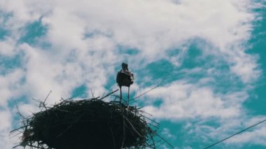 Leylek bir yuvaya ayağı yüksek gerilim güç satırlarda gökyüzü arka plan