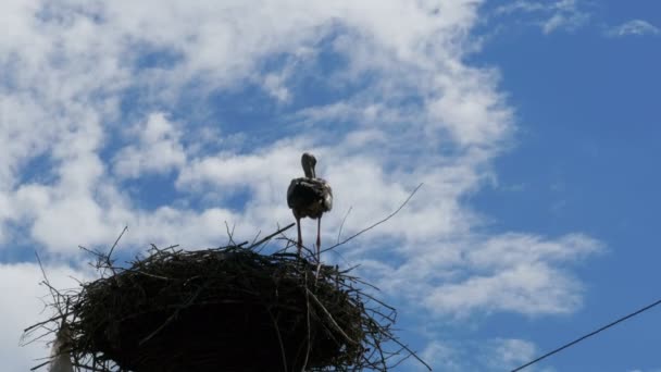 Storch in einem Nest auf einer Säule Hochspannungsleitungen am Himmel Hintergrund — Stockvideo