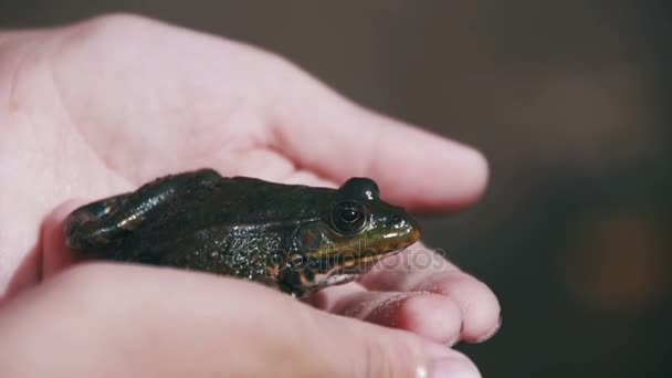 Zelená žába sedící v rukou dětí. Zpomalený pohyb — Stock video