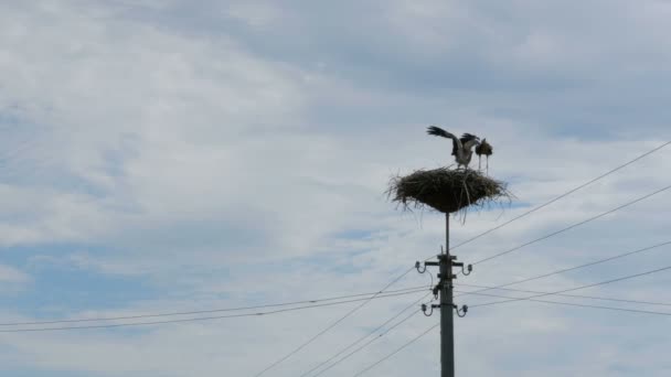 Storks Family nel suo nido su un pilastro. Interruzione temporale — Video Stock