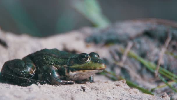 Zelená žába sedí na břehu nedaleko řeky — Stock video