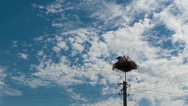 Storkar sitter i ett bo på en pelare och flytta moln på en blå himmel. Tidsfördröjning — Stockvideo