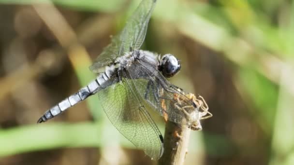 Libelle auf einem Zweig auf grünen Pflanzen Hintergrund — Stockvideo