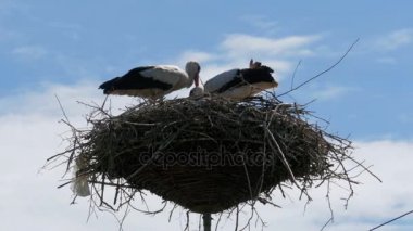 Bir ayağı üzerinde yuva ailesinde leylek