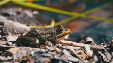 Yeşil kurbağa suda bir nehir kıyısında oturuyor. Ağır çekim