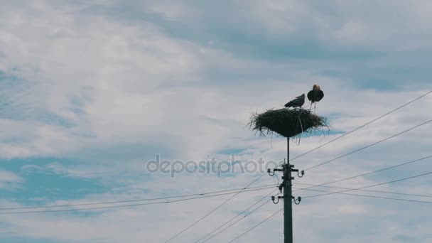 Storks Family nel suo nido su un pilastro. Interruzione temporale — Video Stock