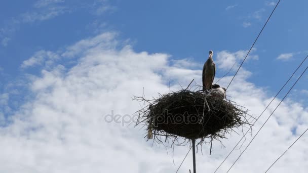 Cigüeñas sentadas en un nido sobre un pilar Líneas eléctricas de alto voltaje en el cielo Fondo — Vídeos de Stock