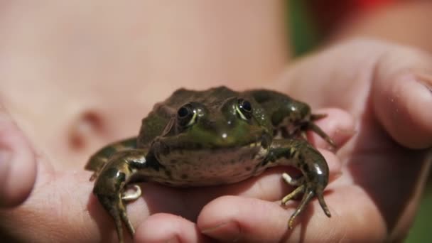 Zielona żaba siedzi w ręce dzieci. Zwolnionym tempie — Wideo stockowe