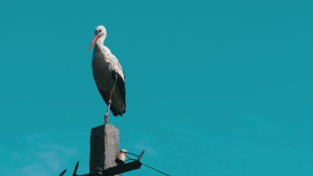 Cigogne assise sur un pilier Lignes électriques à haute tension sur fond de ciel bleu — Video