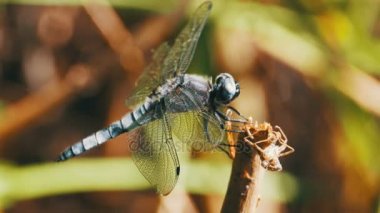 Yusufçuk dal yeşil bitkiler arka plan