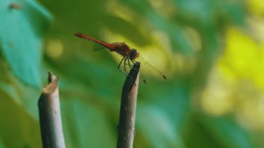 kırmızı yusufçuk bir dalda