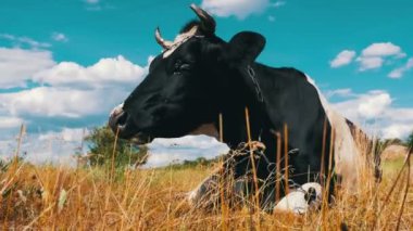 Siyah beyaz inek çayır ve kemikleri çim üzerinde yalan