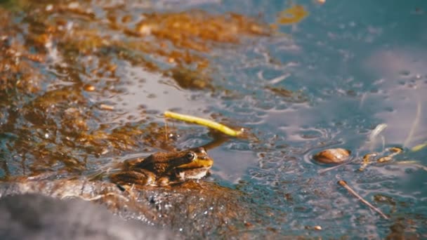 L'enfant a attrapé une grenouille verte près de la rivière. Mouvement lent — Video