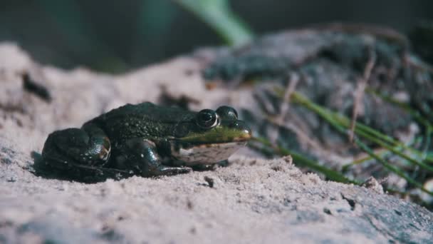 绿色青蛙坐在河岸边，跳在水中。慢动作 — 图库视频影像