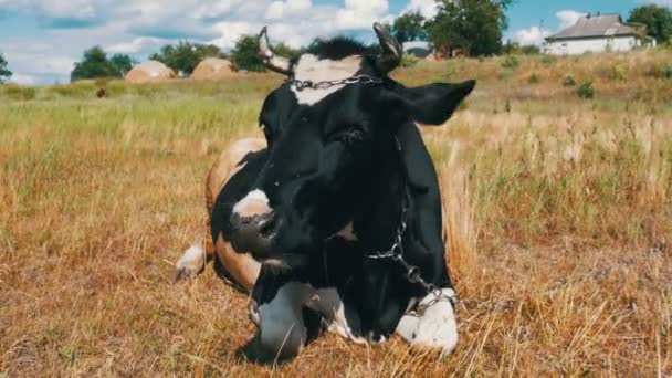 Noir avec vache blanche allongé sur prairie et mâche de l'herbe 