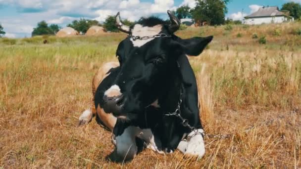 Czarny z białych krów leży na łące i żuje trawy — Wideo stockowe