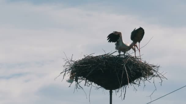 Storkar familj i boet på en pelare. Tidsfördröjning — Stockvideo
