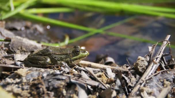 Groene kikker zit aan de oever van een rivier in Water. Slow Motion — Stockvideo