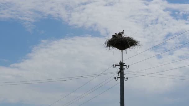 Аисты, сидящие в гнезде на столбе высокого напряжения силовых линий на фоне неба — стоковое видео