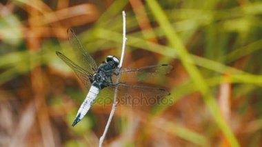 Yusufçuk dal yeşil bitkiler arka plan. Ağır çekim