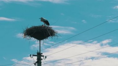 Leylek yuvasına bir ayağı üzerinde ailesinde. Zaman atlamalı