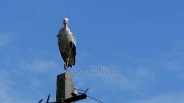 Bir ayağı yüksek gerilim elektrik hatları mavi gökyüzü arka plan üzerinde oturup leylek