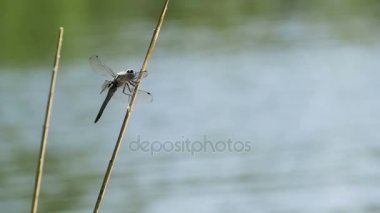 Yusufçuk dal. Ağır çekim