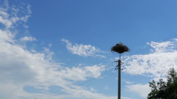 Cigüeña en un nido en un pilar Líneas eléctricas de alto voltaje en el cielo Fondo — Vídeos de Stock