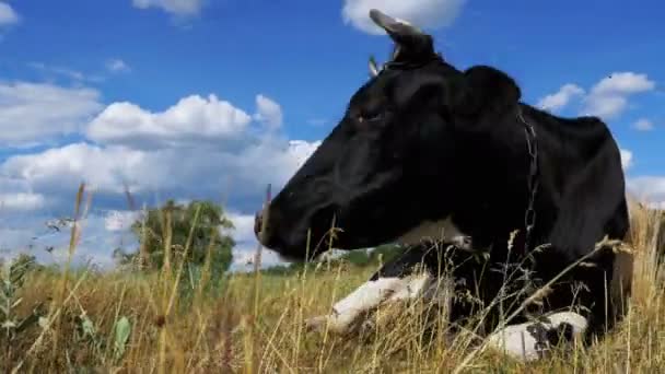 Vaca acostada en el prado y mastica hierba — Vídeo de stock