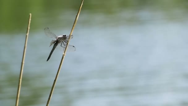 Libellule sur une branche. Mouvement lent 