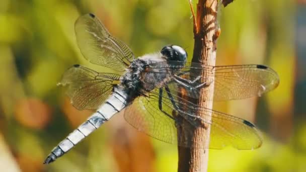 Dragonfly on a Branch on Green Plants Background — Stock Video