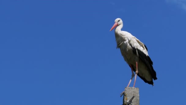 Cigogne assise sur un pilier Lignes électriques à haute tension sur fond de ciel bleu — Video