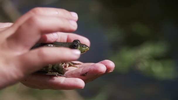 Il bambino sta accarezzando una rana verde nella sua mano — Video Stock