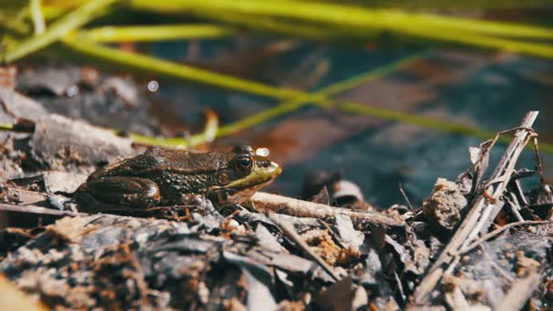 Πράσινο βάτραχο που κάθεται σε μια όχθη ποταμού στο νερό. Αργή κίνηση — Αρχείο Βίντεο
