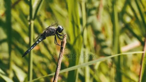 Libélula en una rama en el fondo de plantas verdes — Vídeos de Stock