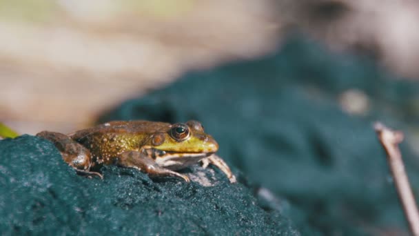 Green Frog Sits on the Shore near the River — Stock Video