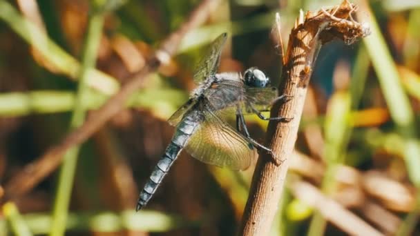 Libélula en una rama en el fondo de plantas verdes — Vídeos de Stock