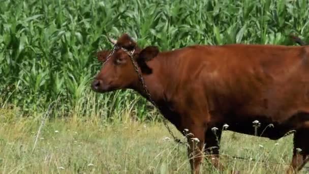 Выпас коров на лугу возле деревни — стоковое видео