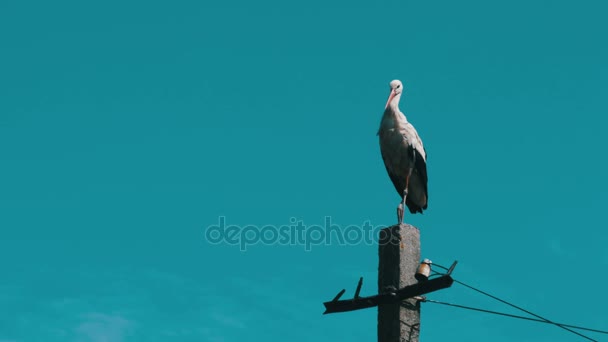 Cigüeña sentada en un pilar Líneas de alimentación de alto voltaje sobre fondo azul del cielo — Vídeo de stock