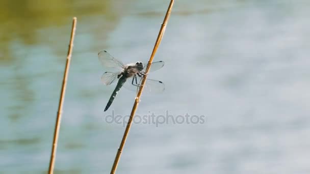 Libellula su un ramo — Video Stock